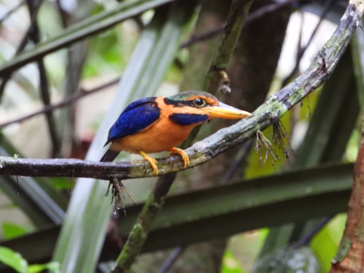 Rufous-collared Kingfisher - ML645711822
