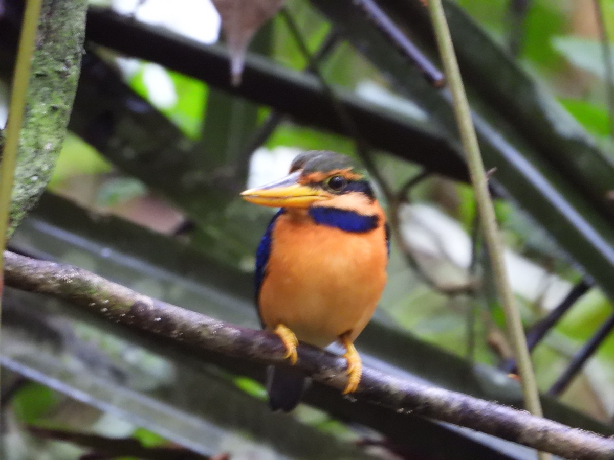 Rufous-collared Kingfisher - ML645711823