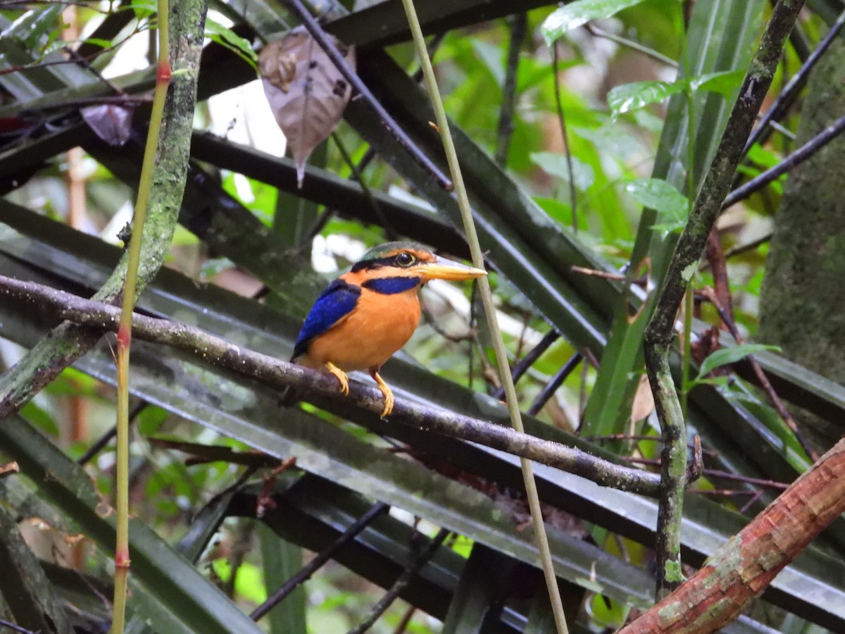 Rufous-collared Kingfisher - ML645711824