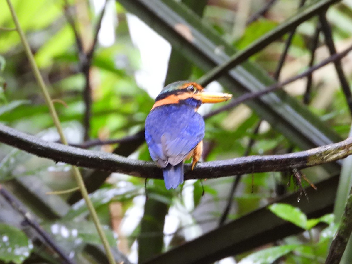Rufous-collared Kingfisher - ML645711829