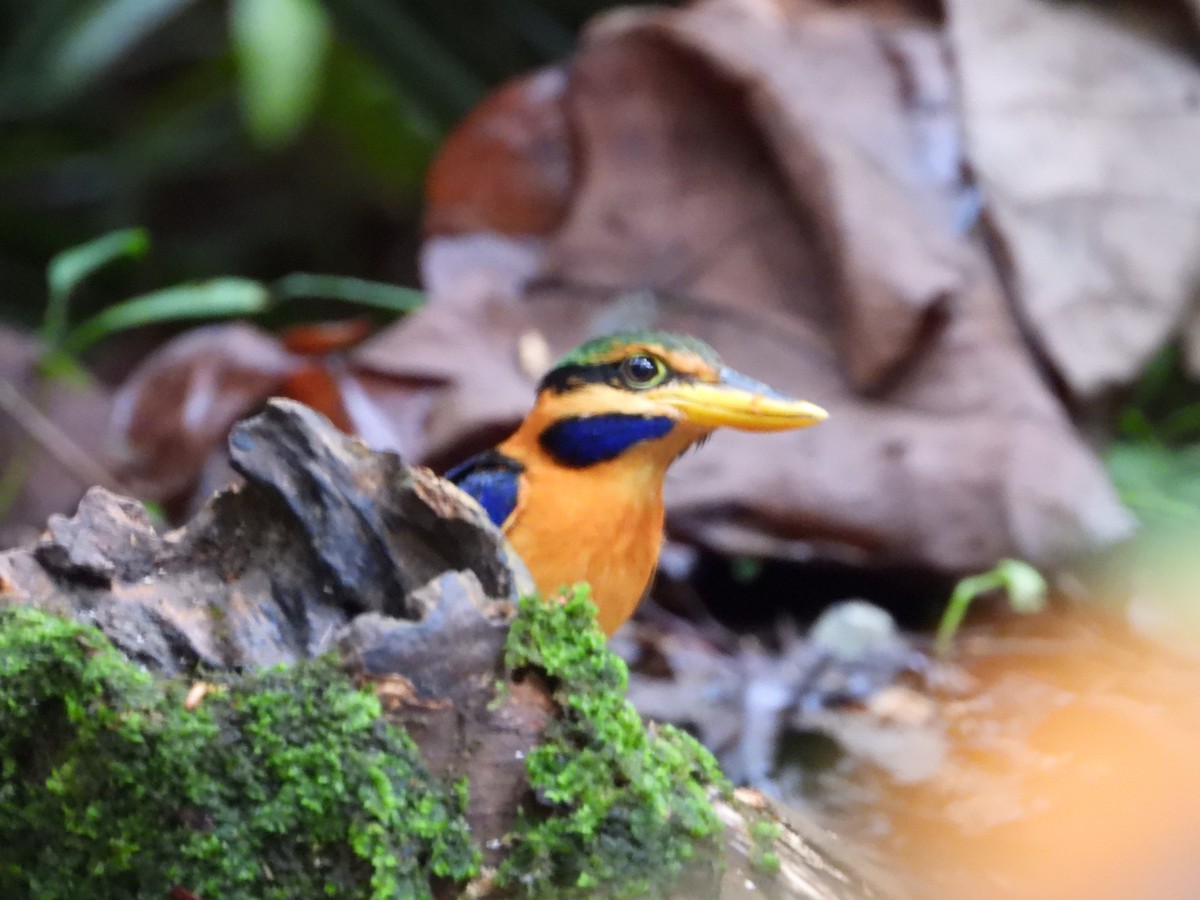 Rufous-collared Kingfisher - ML645711830