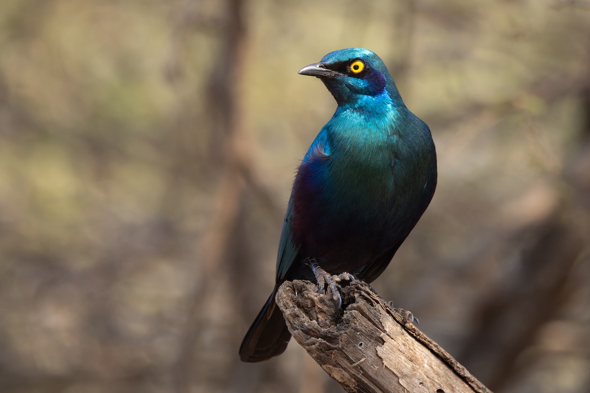 Greater Blue-eared Starling - ML645711837