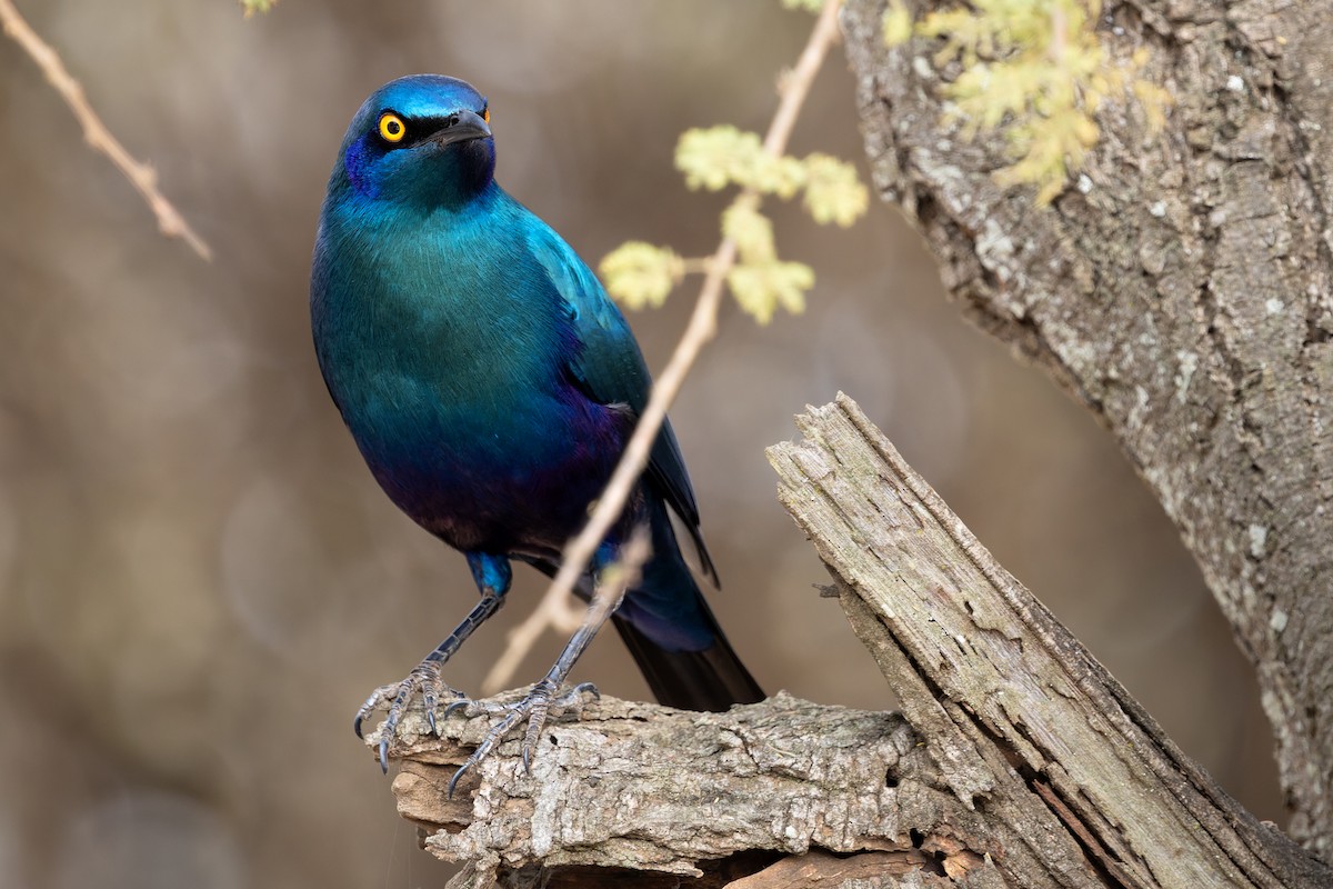 Greater Blue-eared Starling - ML645711838
