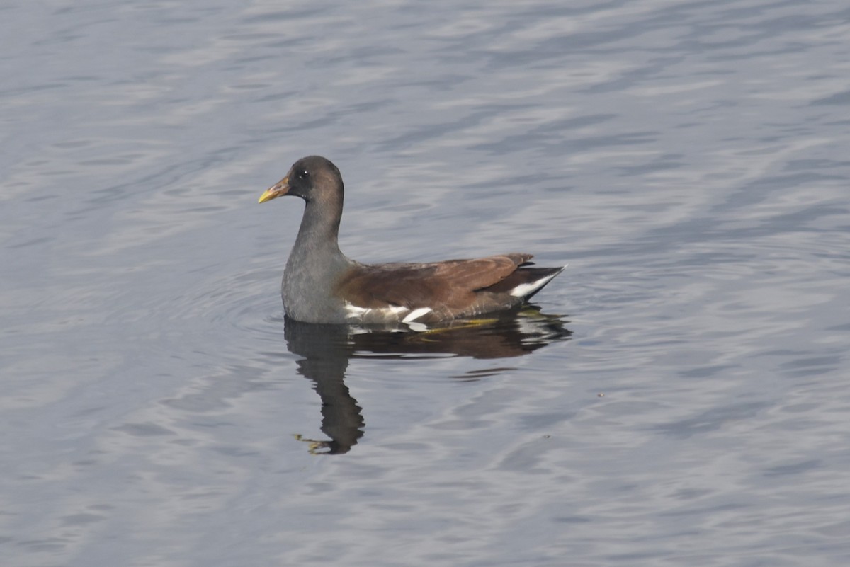 Американская камышница - ML645711841