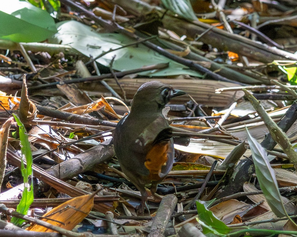 Black-faced Antthrush - ML645711842