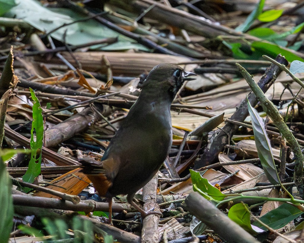 Black-faced Antthrush - ML645711843