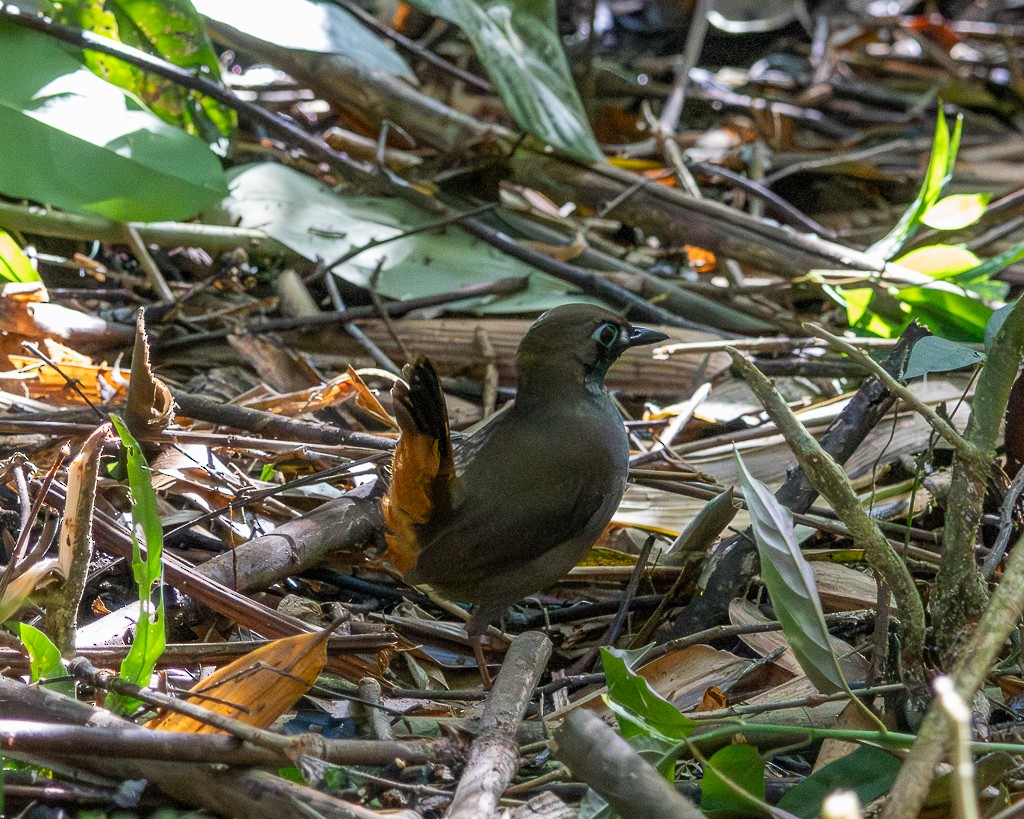 Black-faced Antthrush - ML645711844
