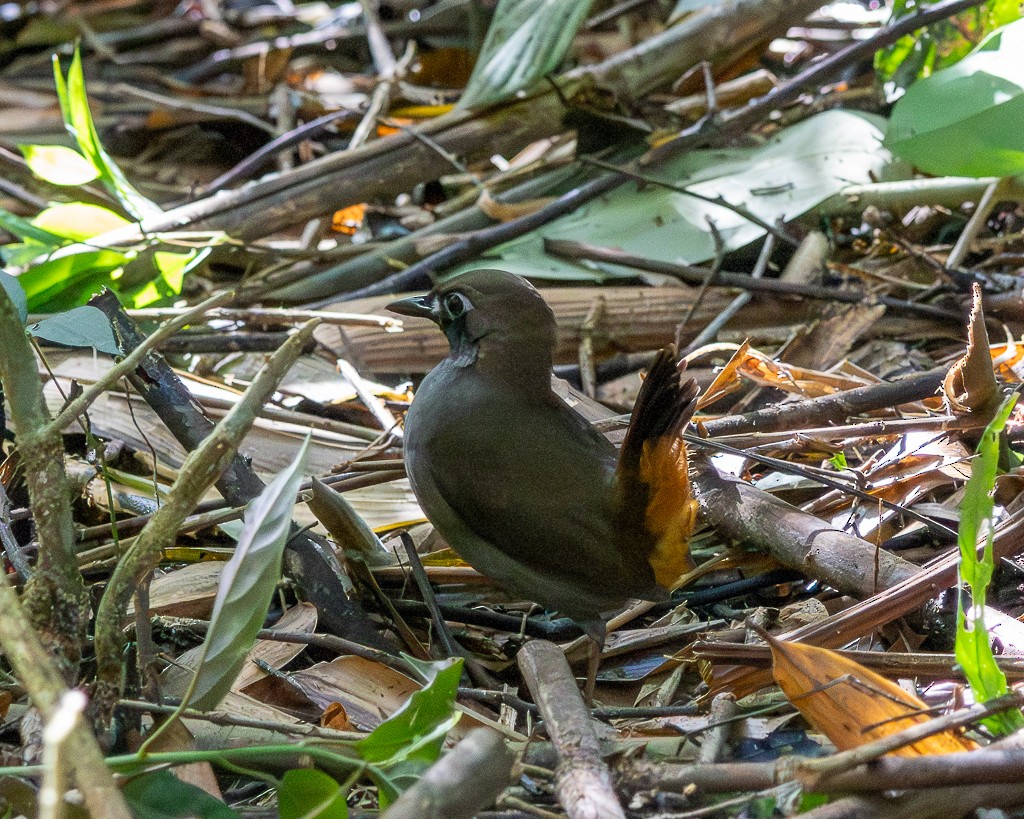 Black-faced Antthrush - ML645711845