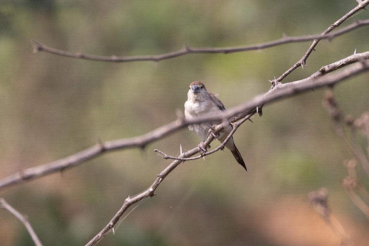 ギンバシ - ML645711860