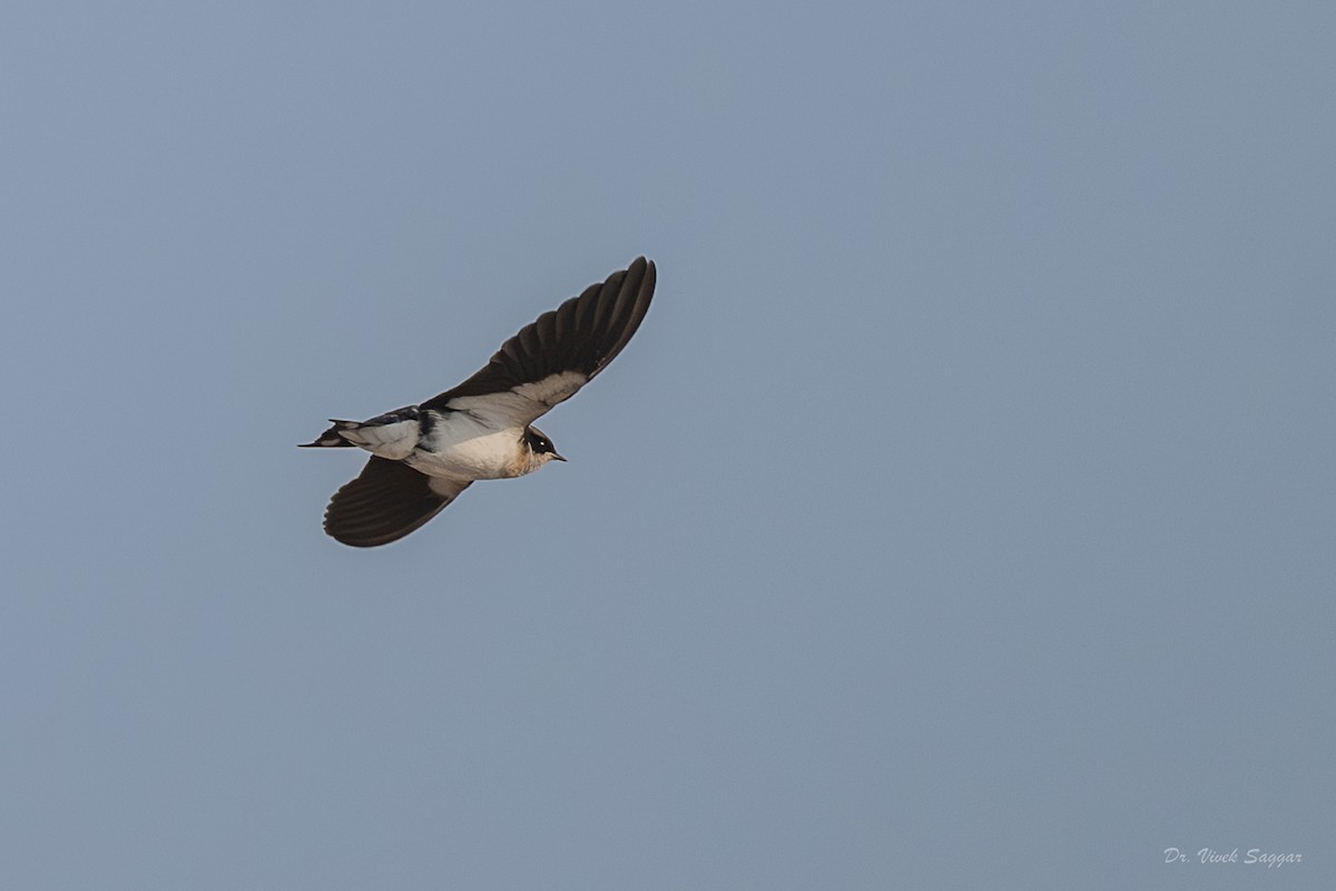 ハリオツバメ - ML645711861