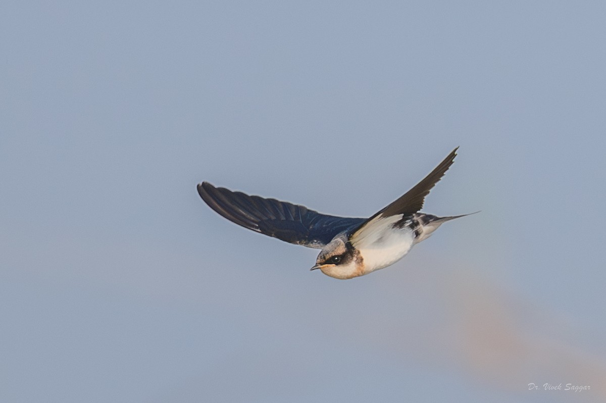 ハリオツバメ - ML645711862