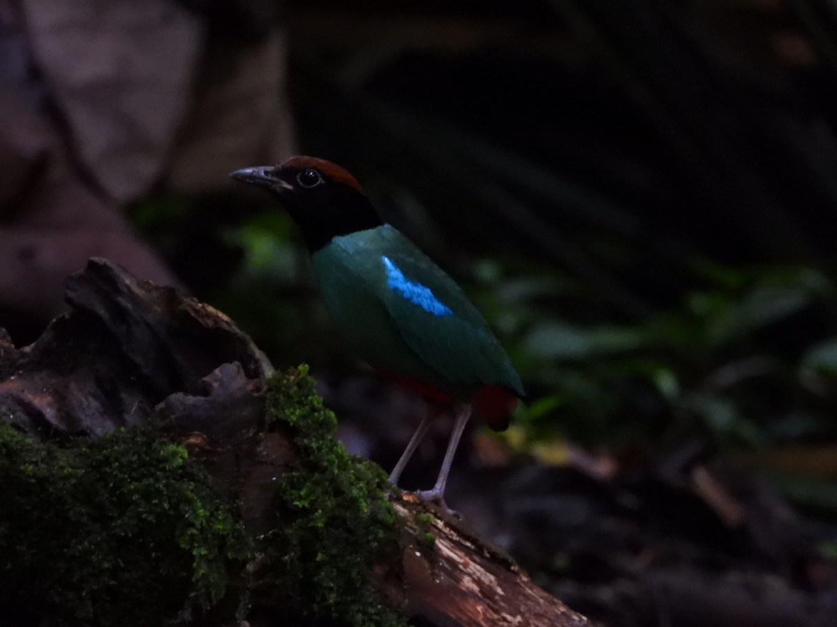 ズグロヤイロチョウ - ML645711865