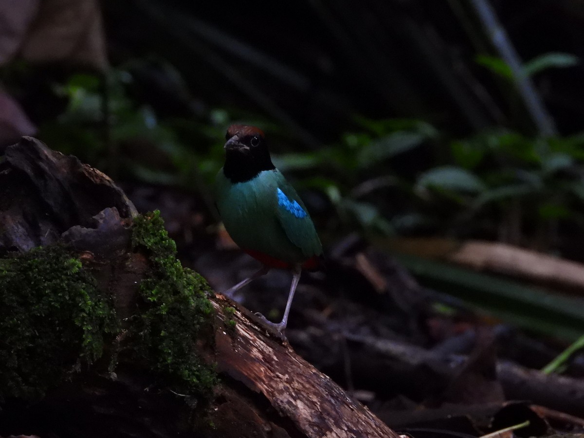 ズグロヤイロチョウ - ML645711866