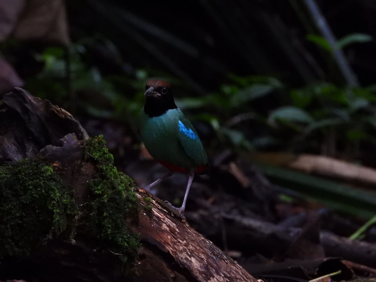 ズグロヤイロチョウ - ML645711867