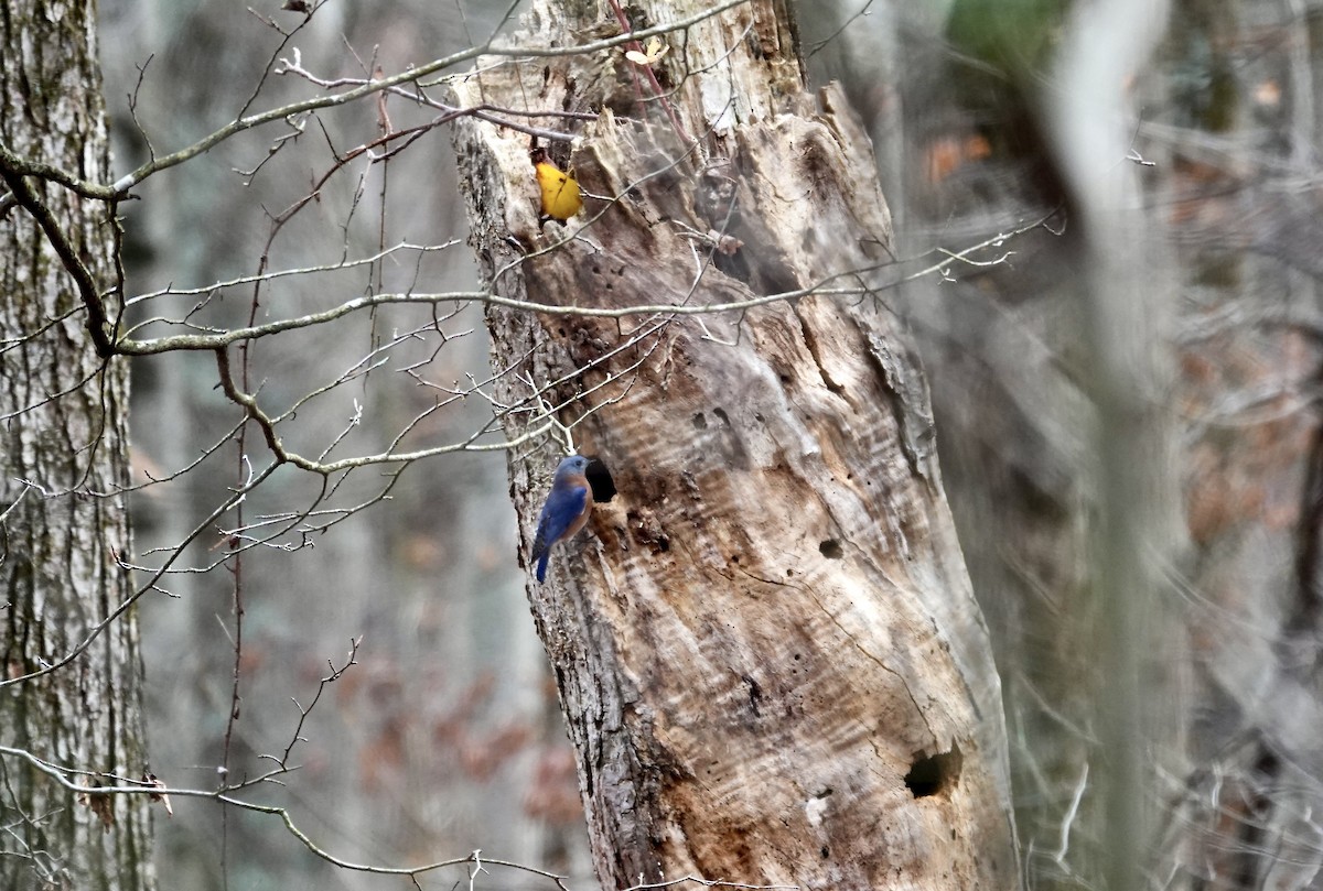 ルリツグミ - ML645711871