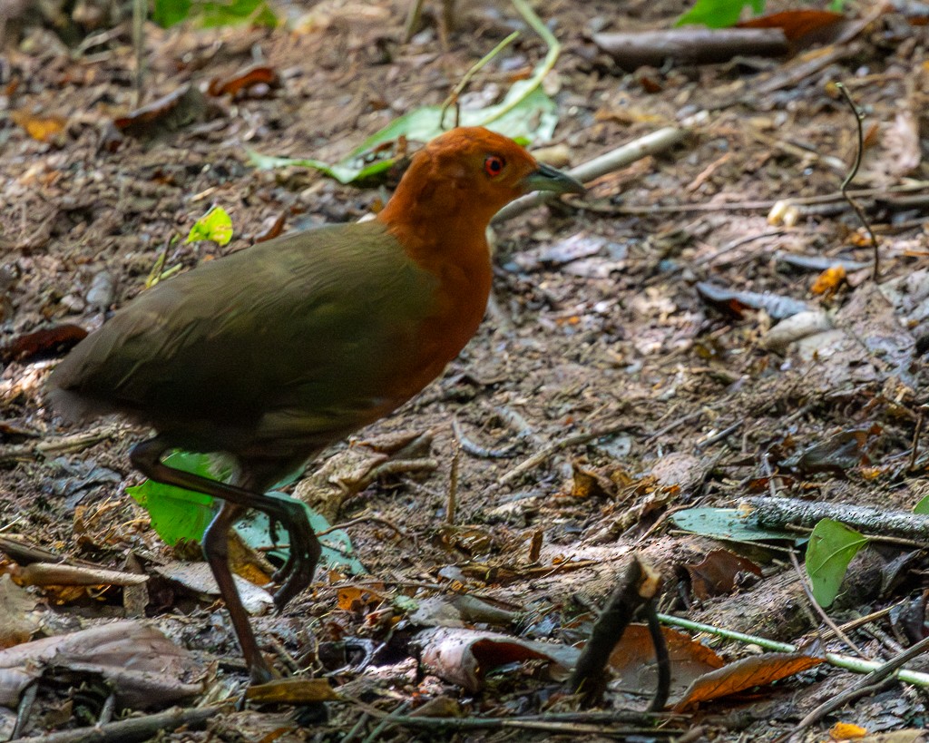 ムネアカクイナ - ML645711873