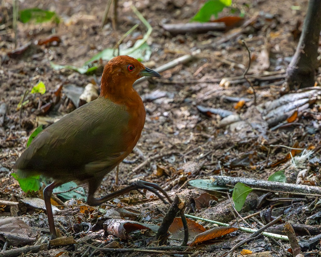 ムネアカクイナ - ML645711874