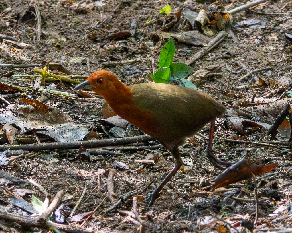 ムネアカクイナ - ML645711875