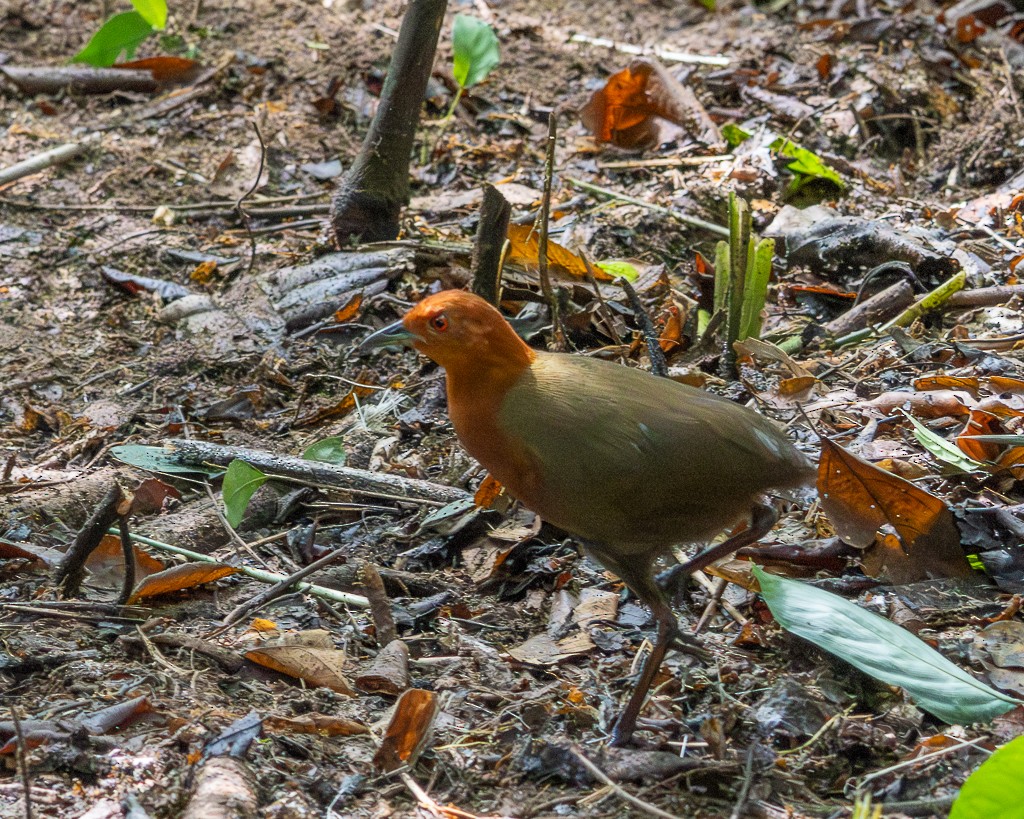 ムネアカクイナ - ML645711876