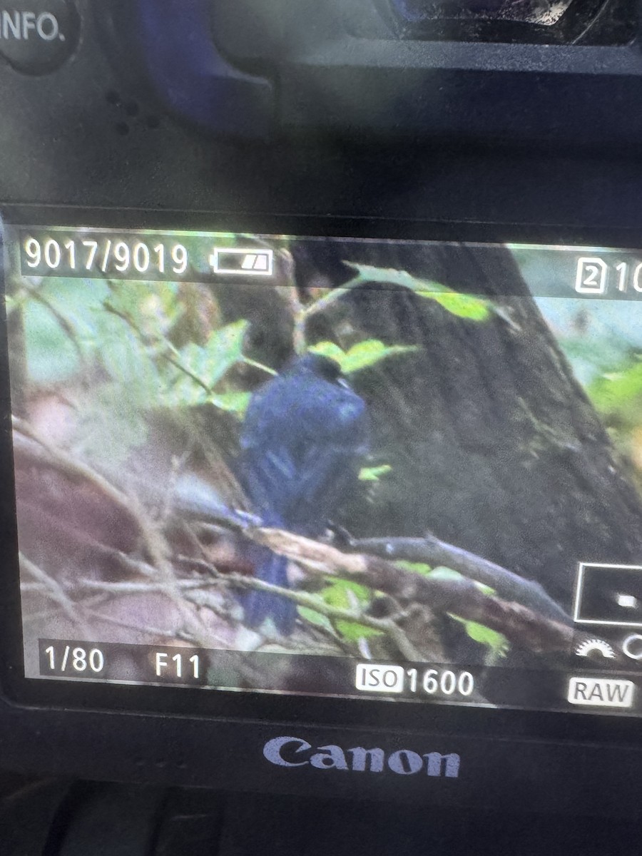 ヨーロッパシジュウカラ - ML645711878