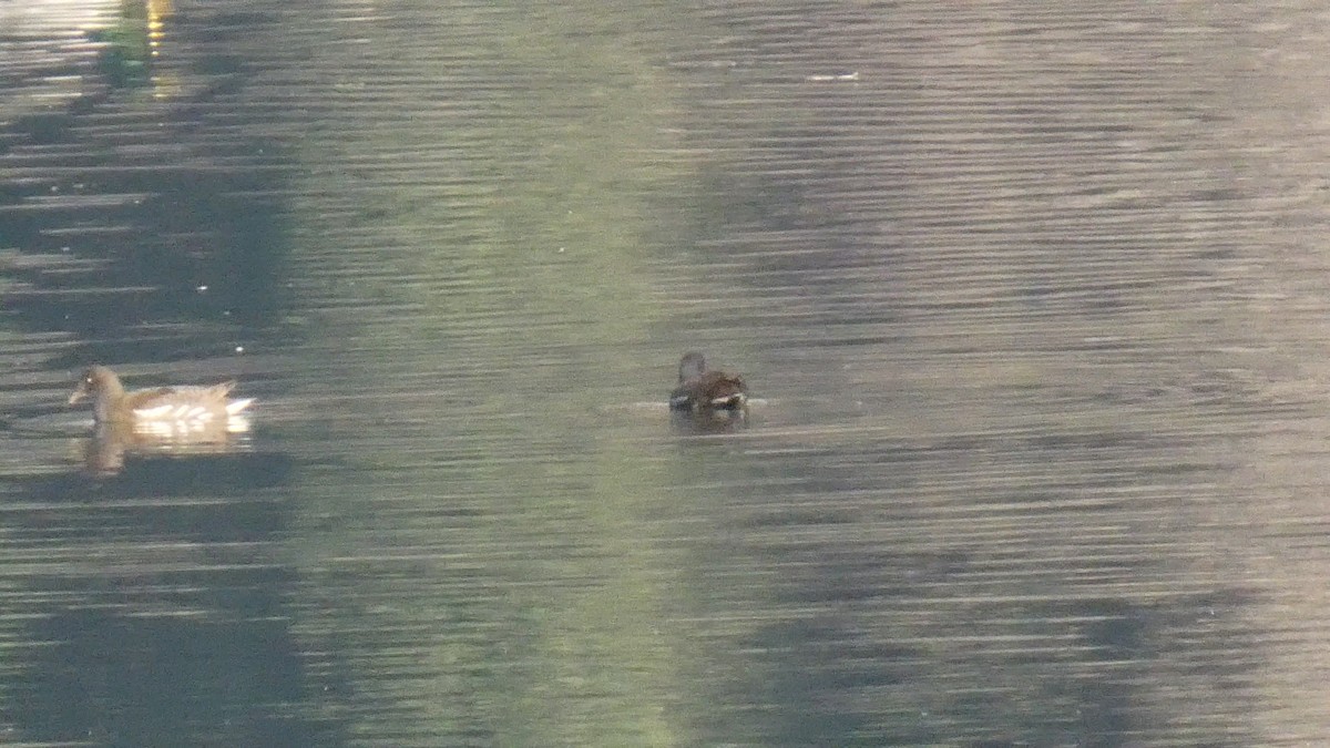 バン - ML645711880