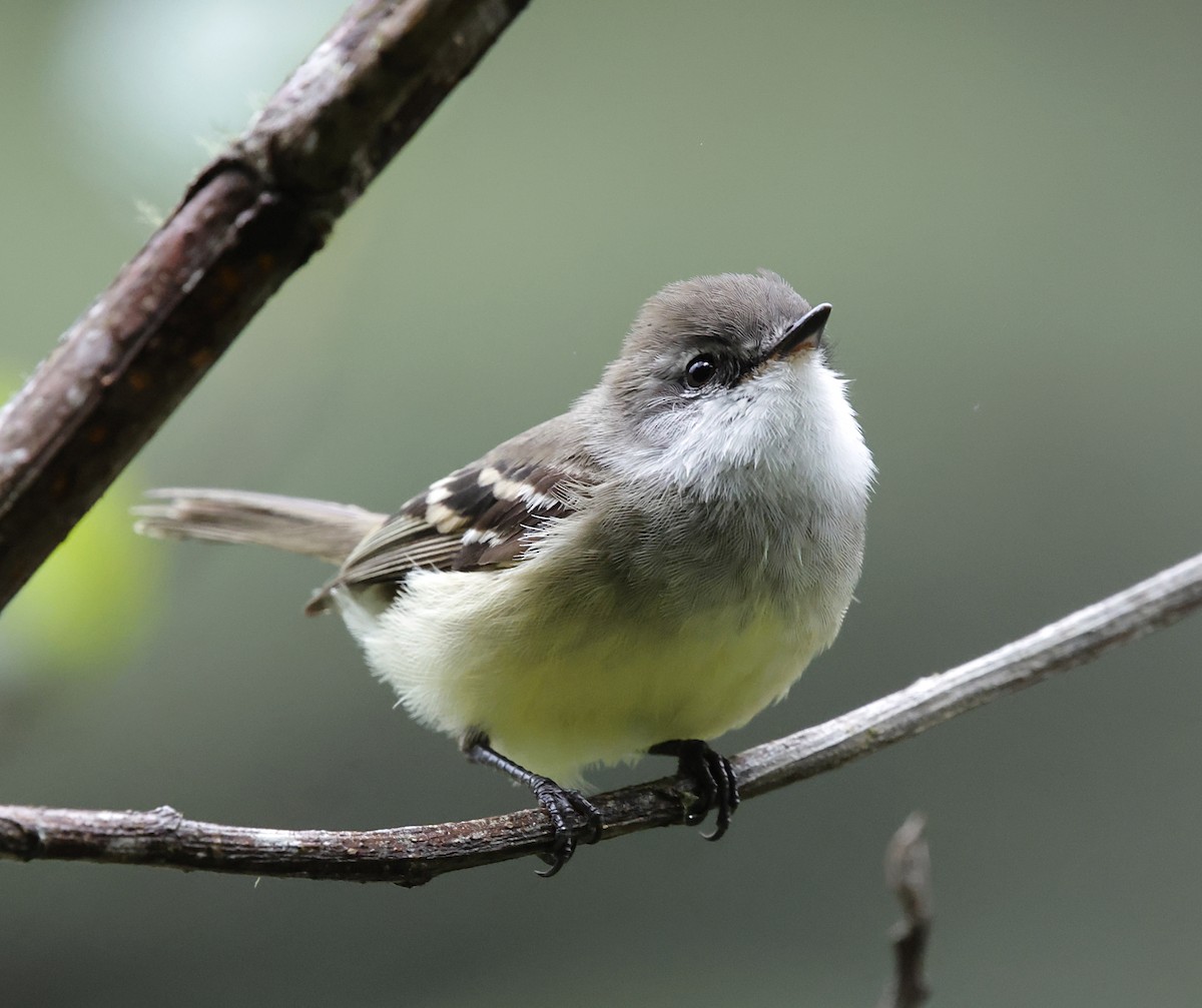 フタスジタイランチョウ - ML645711881