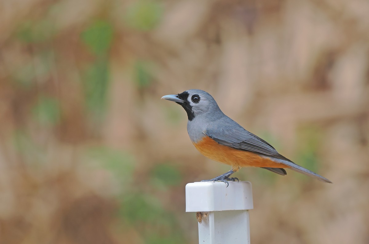 カオグロカササギビタキ - ML645711882