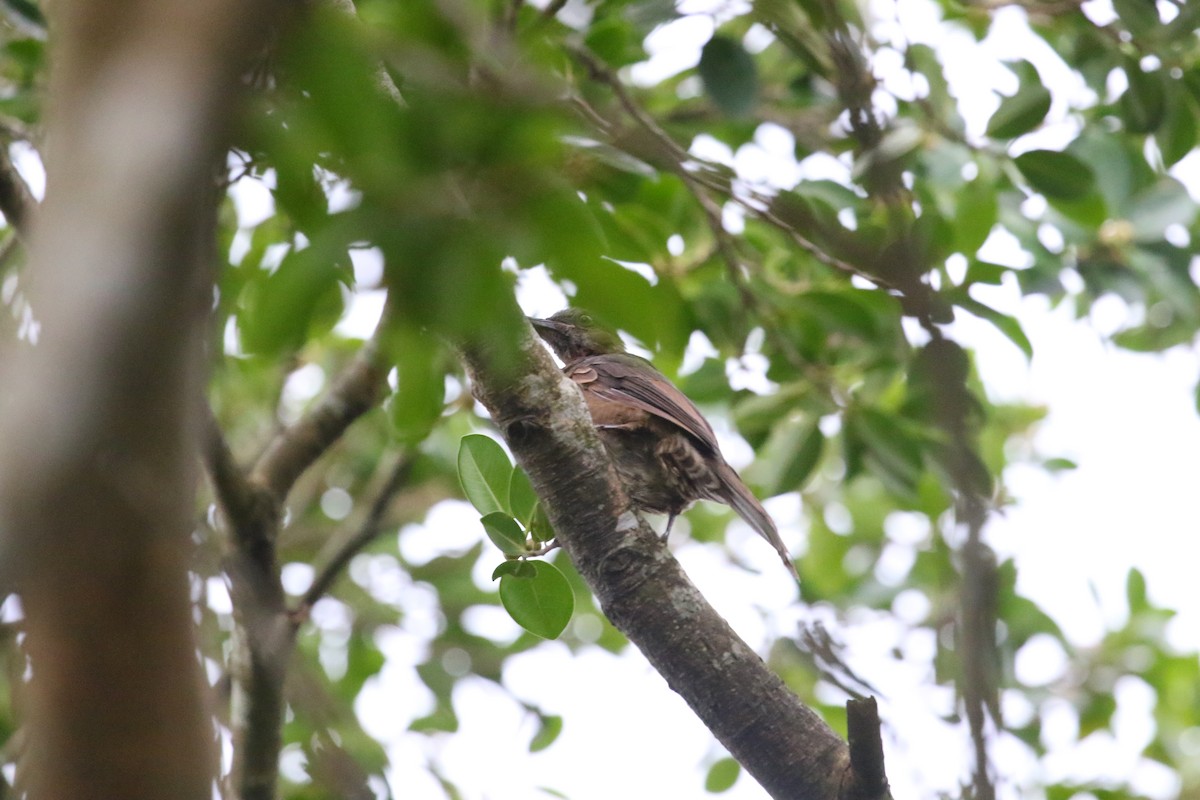 ヒヨドリ - ML645711883