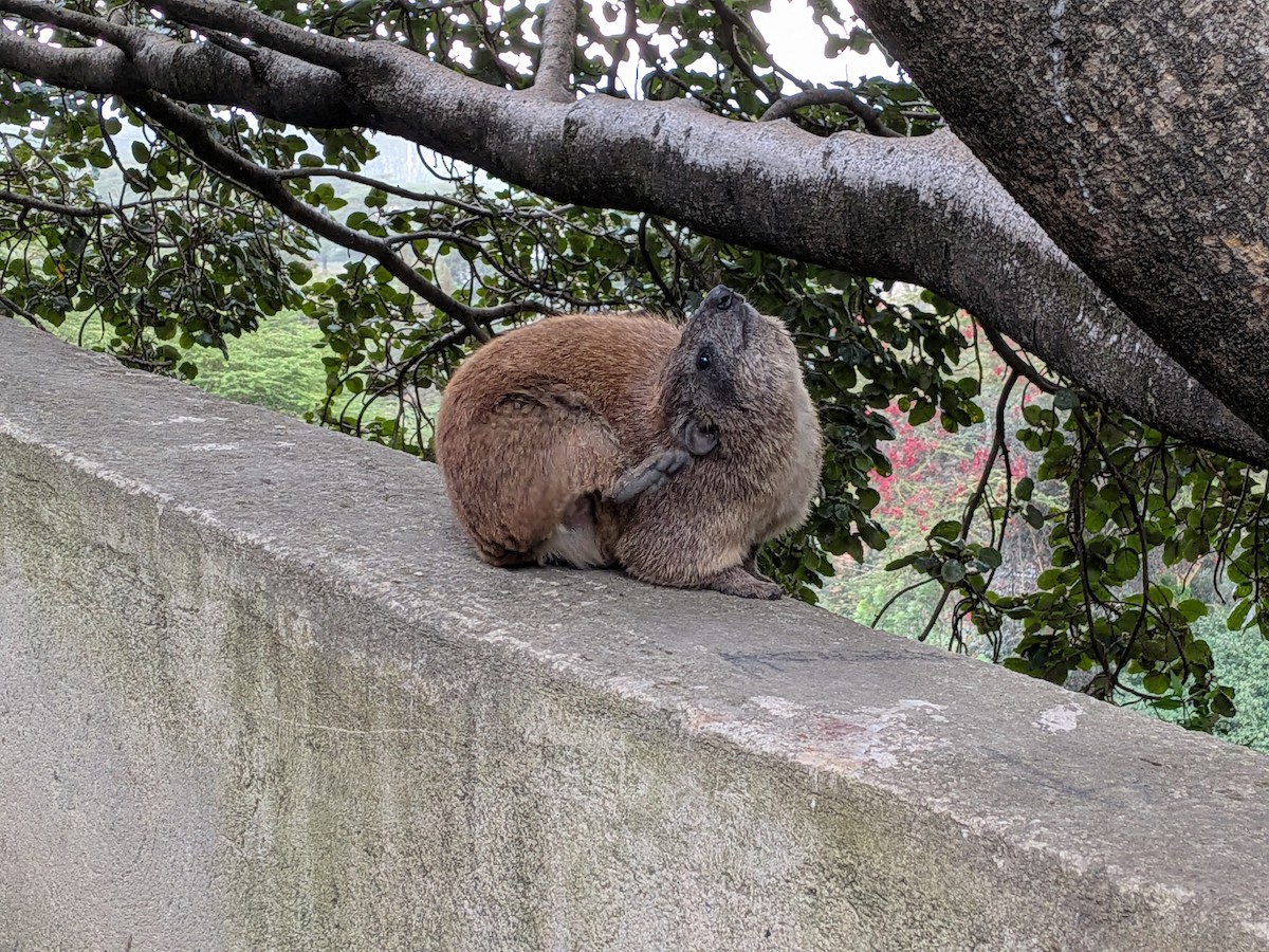 Rock Hyrax - ML645711884