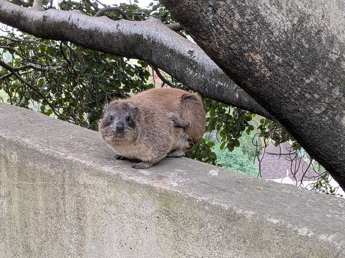 Rock Hyrax - ML645711885