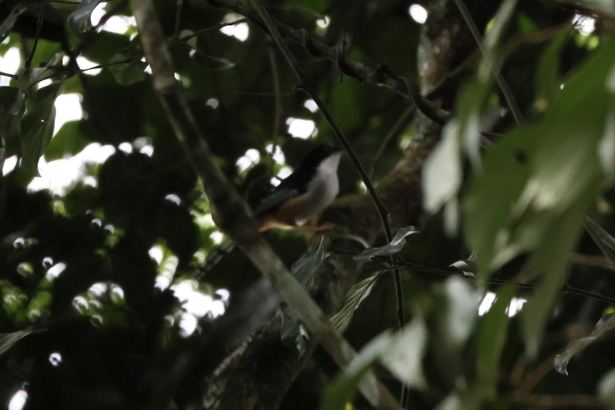 セアカウタイチメドリ - ML645711886