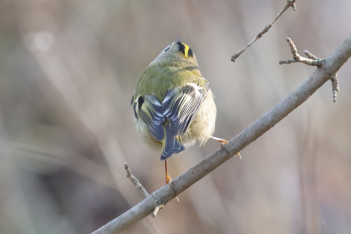 キクイタダキ - ML645711887