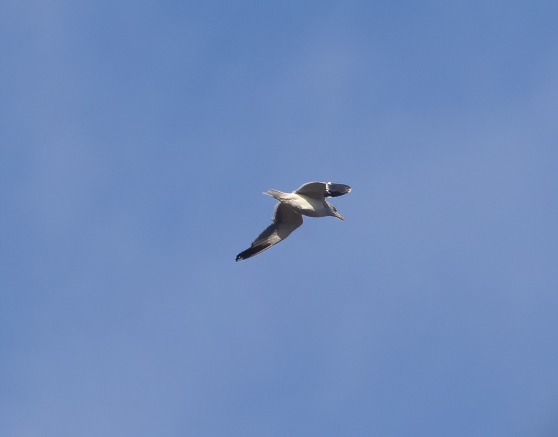 ニシセグロカモメ - ML645711888