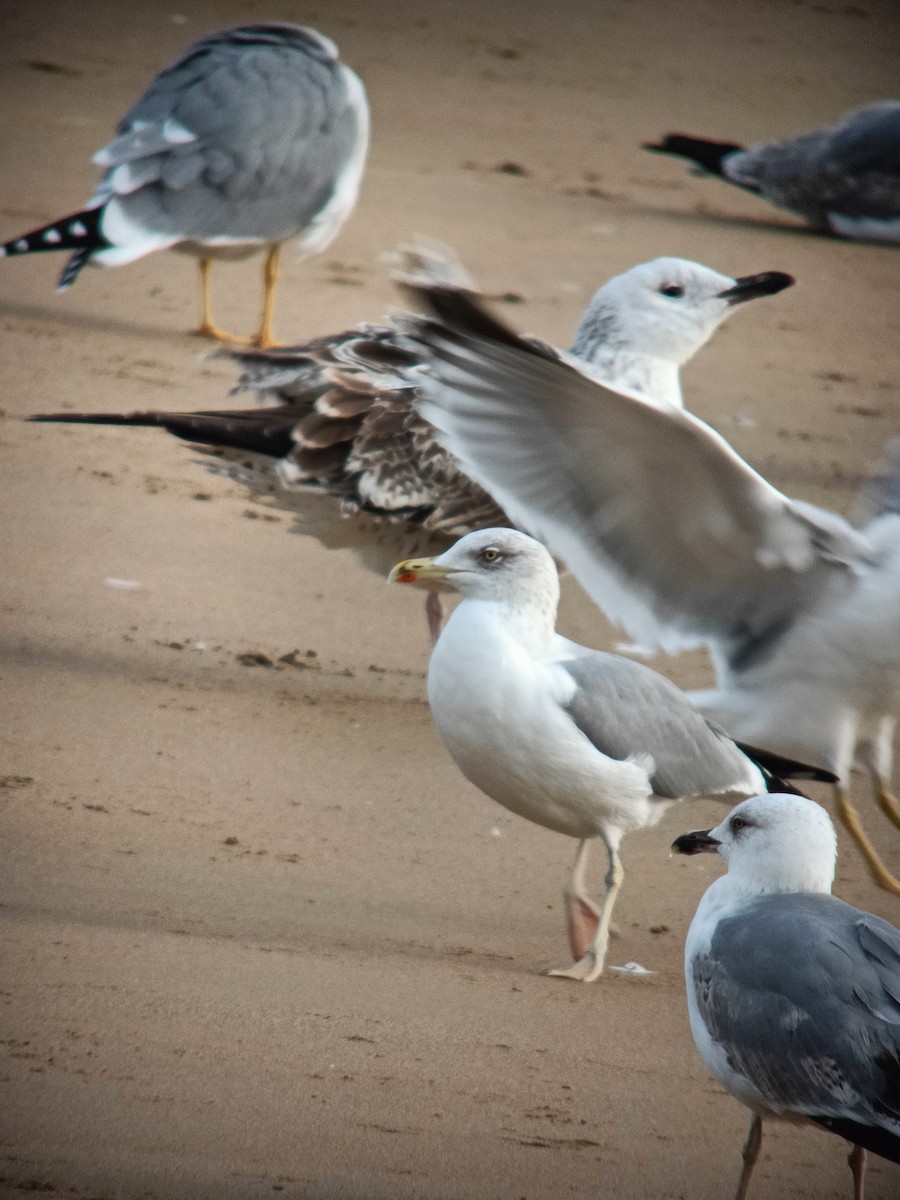 Caspian Gull - ML645711889