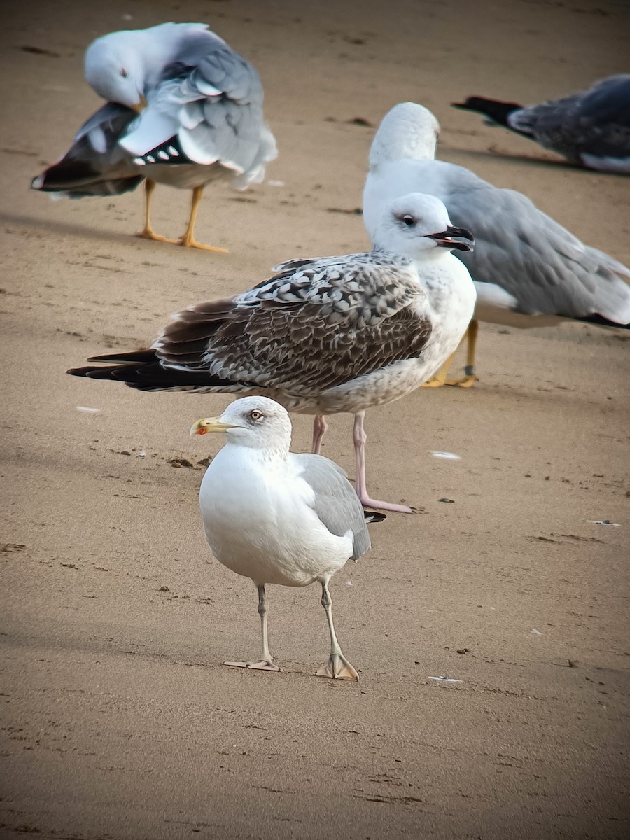 Caspian Gull - ML645711890
