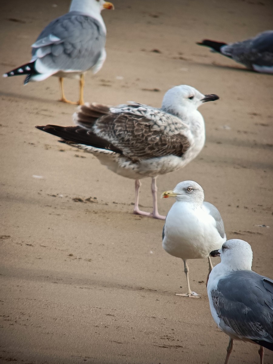 Caspian Gull - ML645711891