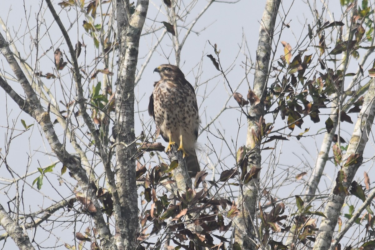 カタアカノスリ - ML645711892