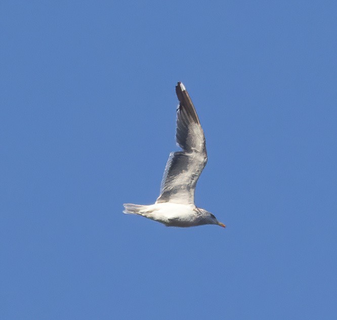 ニシセグロカモメ - ML645711893