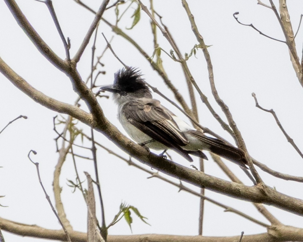 White-rumped Sirystes - ML645711896
