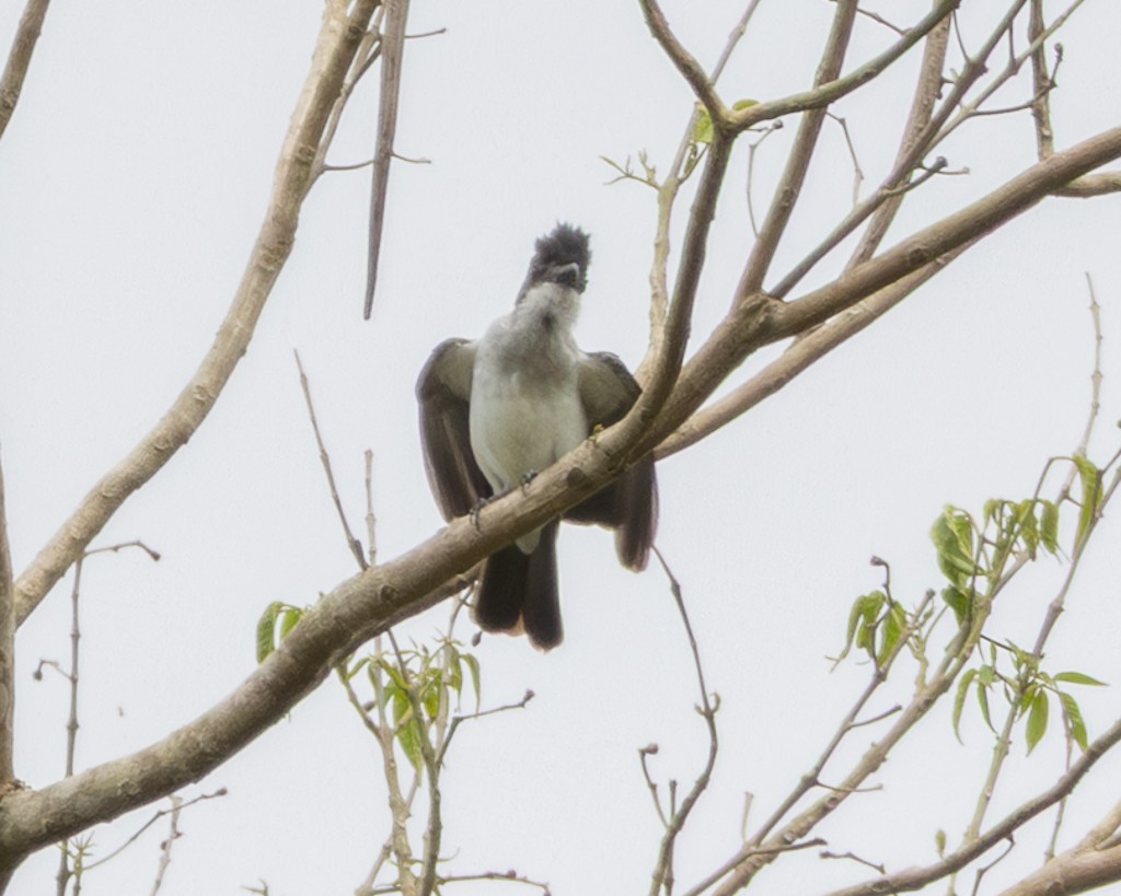 コシジロフエフキタイランチョウ - ML645711897