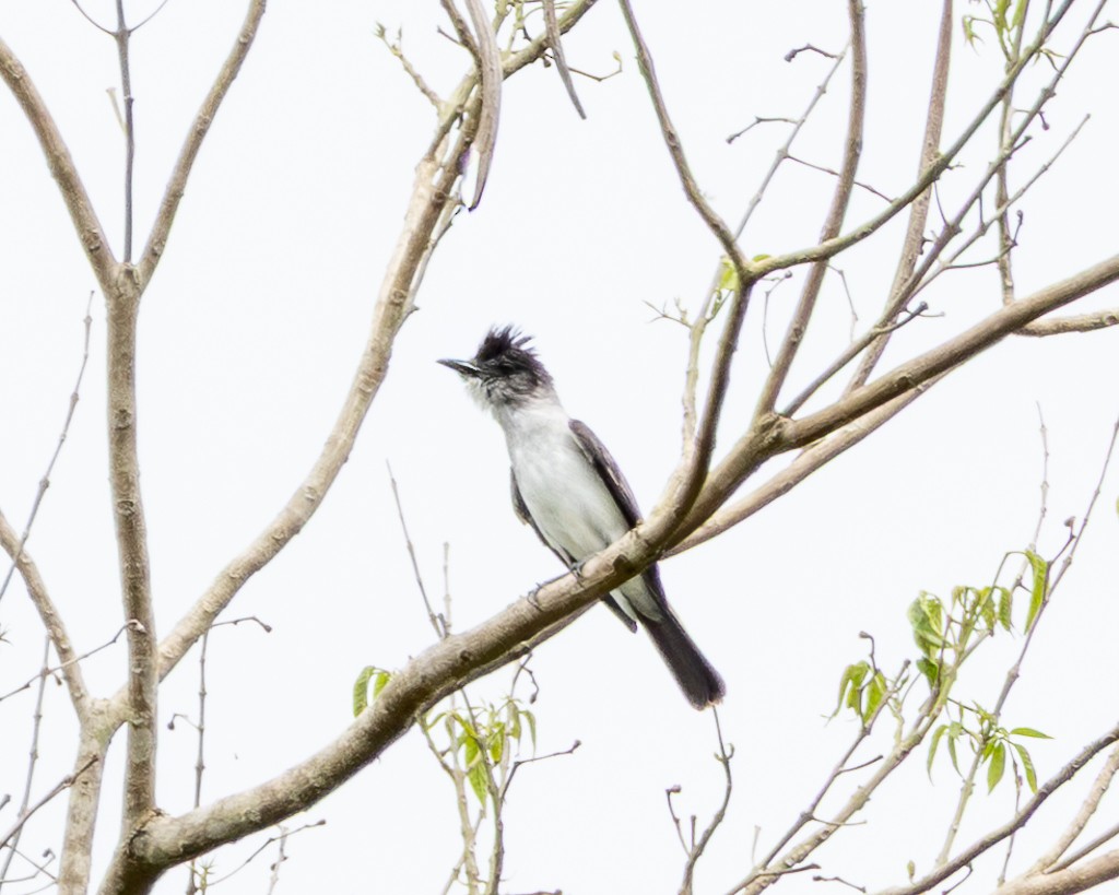 White-rumped Sirystes - ML645711898