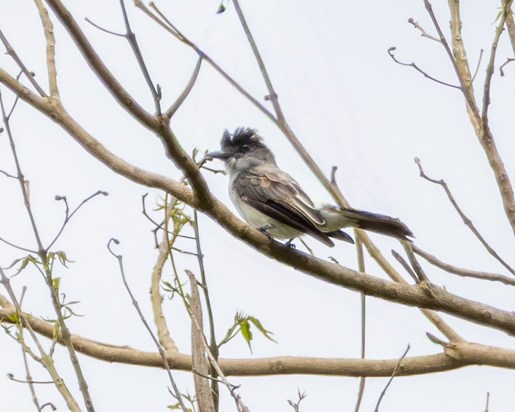 コシジロフエフキタイランチョウ - ML645711900