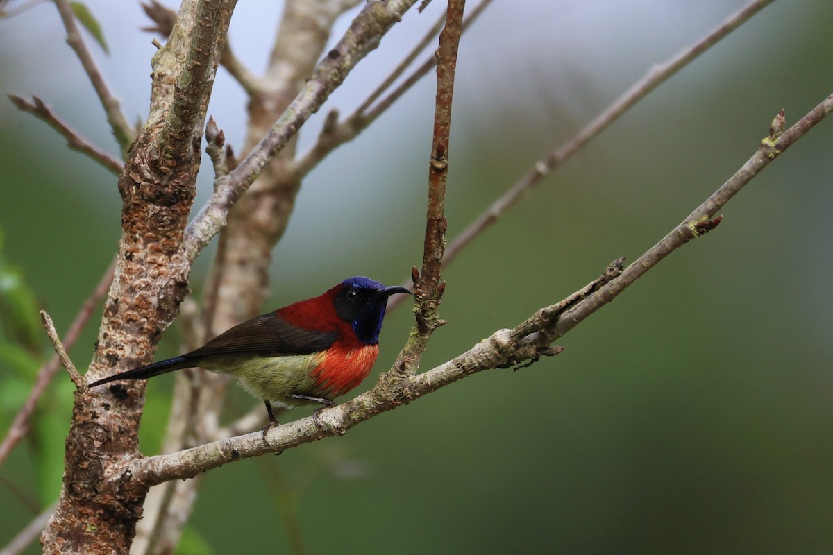 Black-throated Sunbird - ML645711901