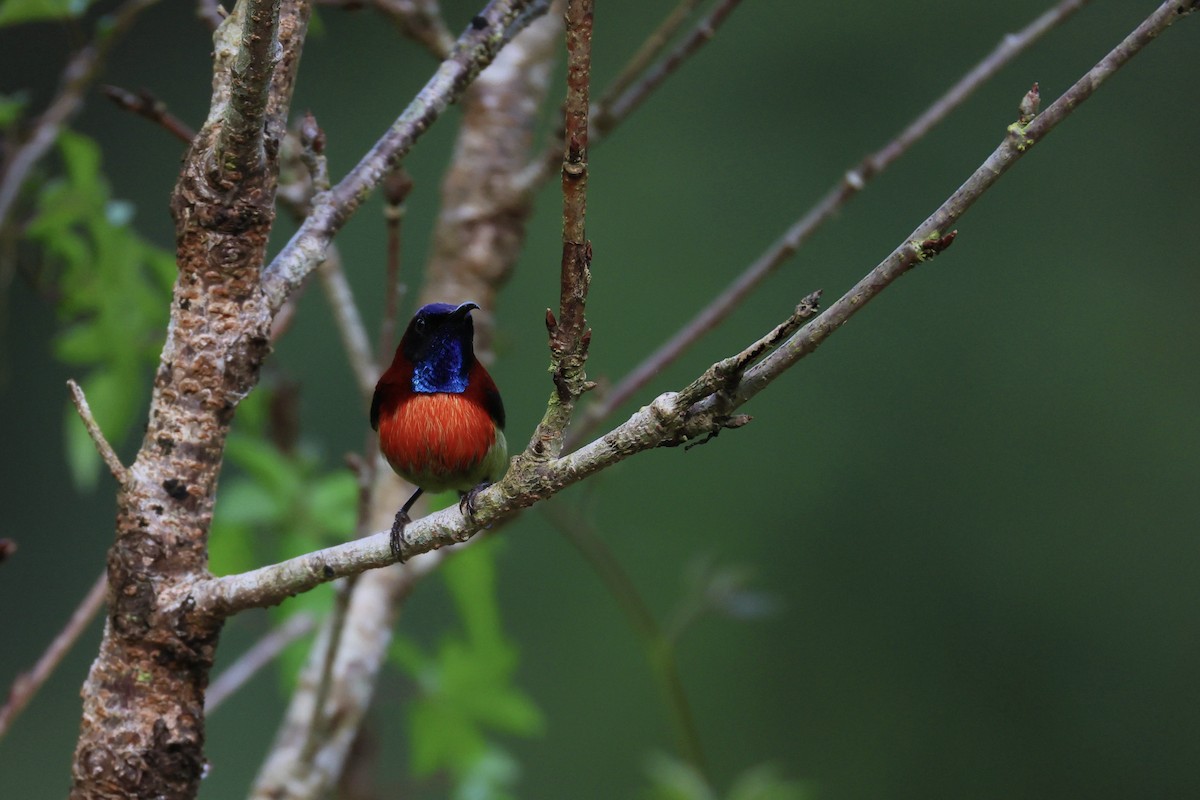Black-throated Sunbird - ML645711902