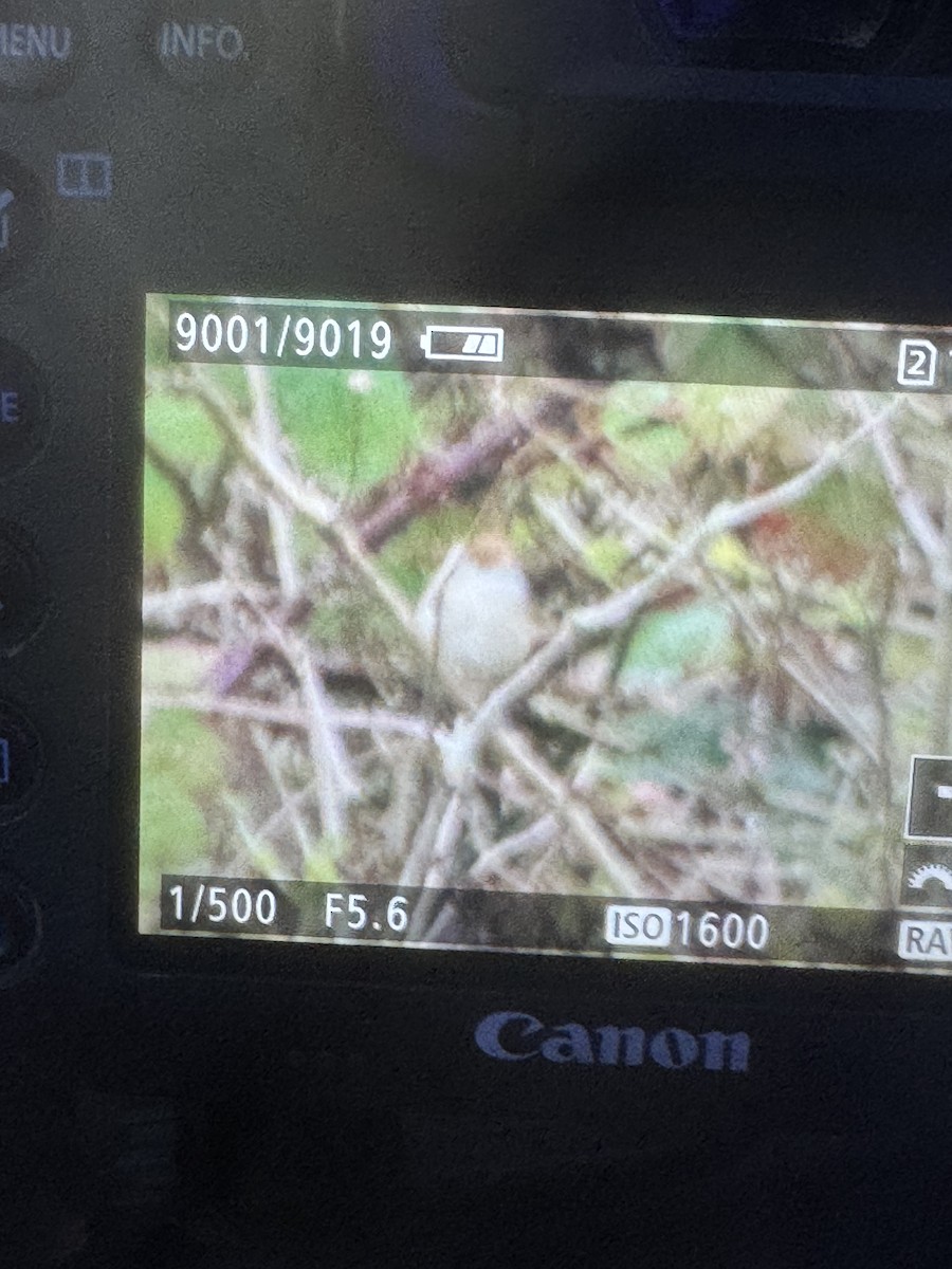Eurasian Blackcap - ML645711910