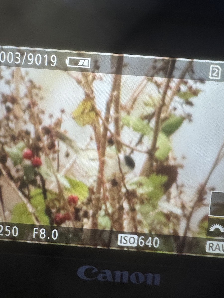 Eurasian Blackcap - ML645711911