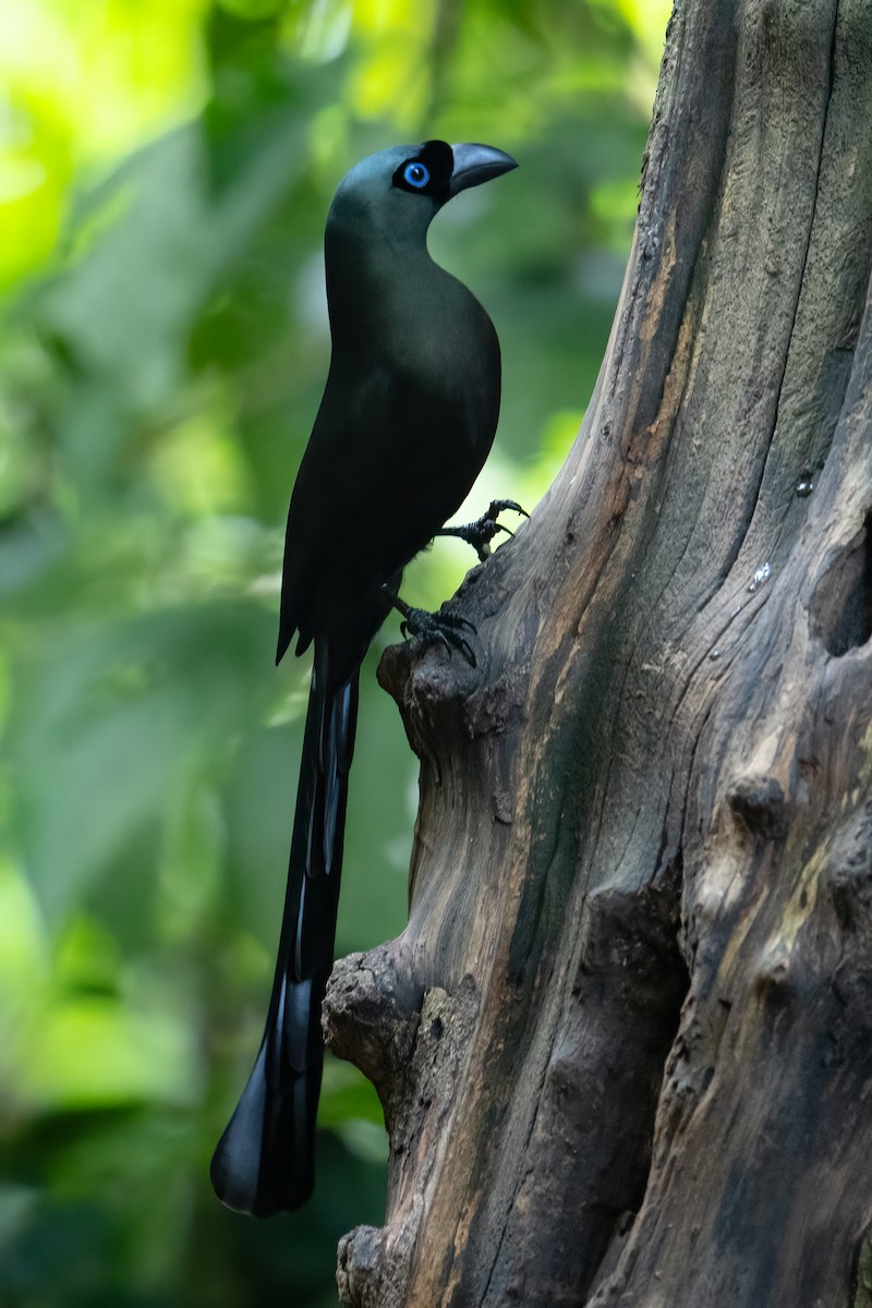 Ракетохвостая сорока - ML645711913