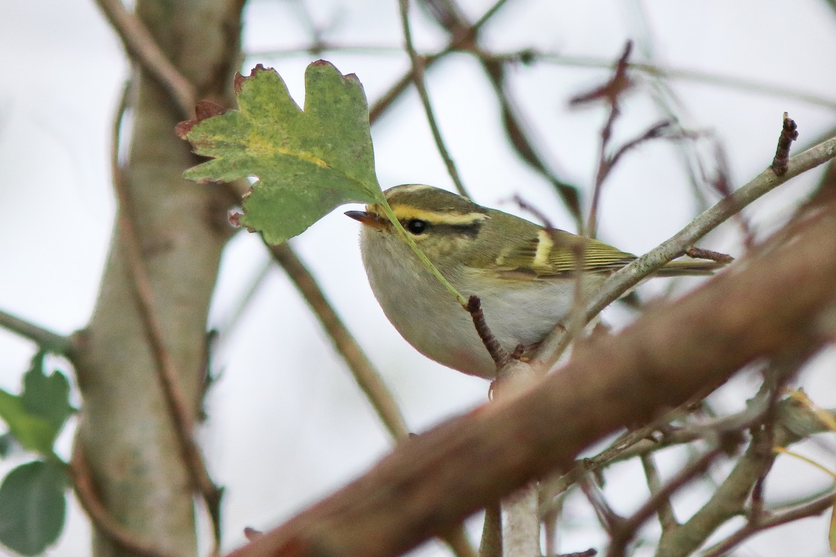 Pallas's Leaf Warbler - ML645711947