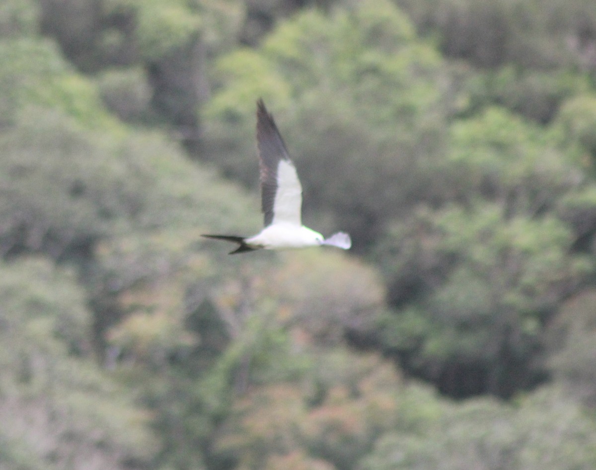 Swallow-tailed Kite - ML645711949