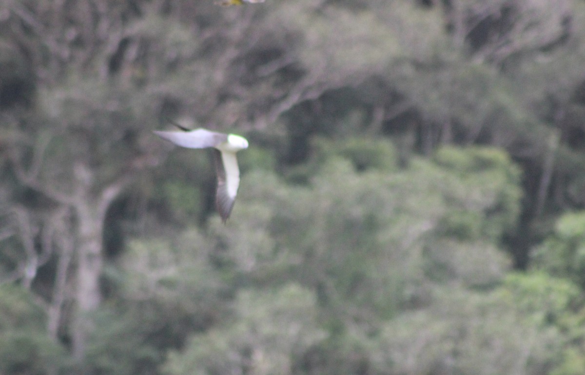Swallow-tailed Kite - ML645711950